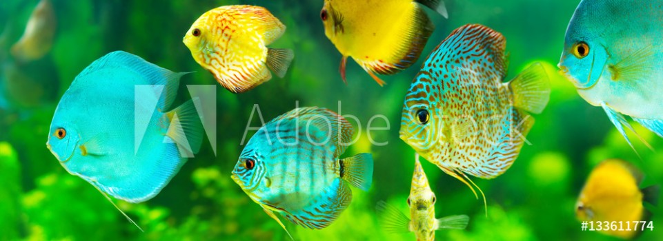 Picture of Colorful tropical discus fish